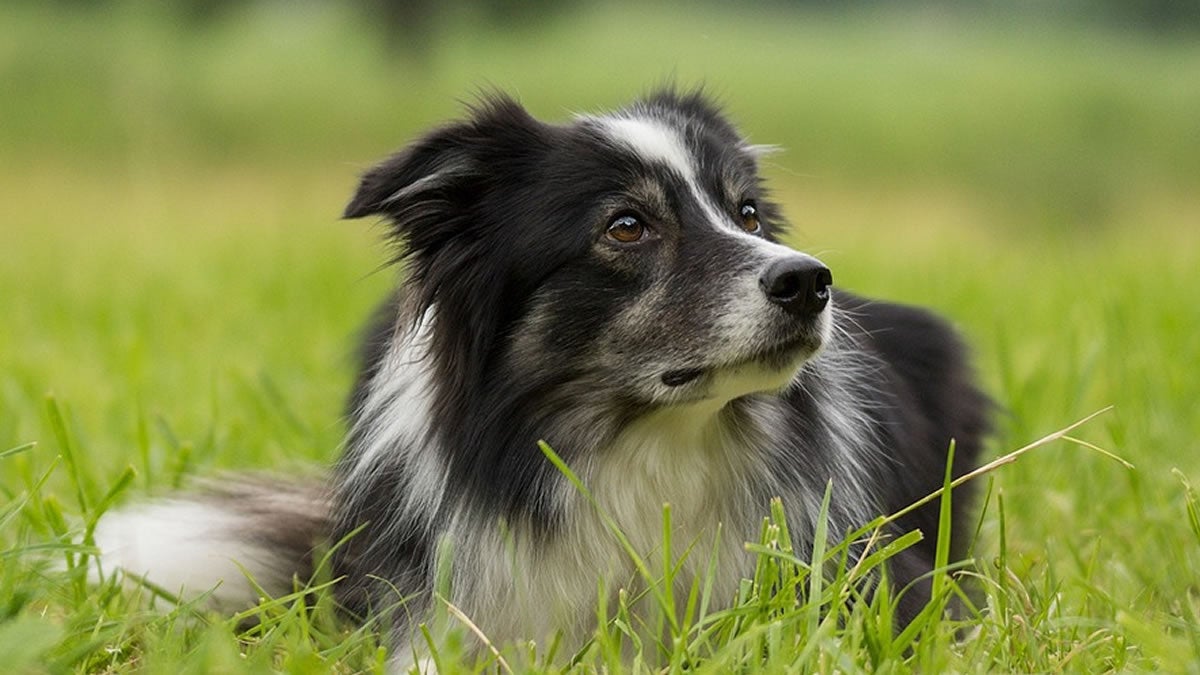 collie