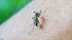 Ações simples para combater o Aedes Aegypti em Hortolândia