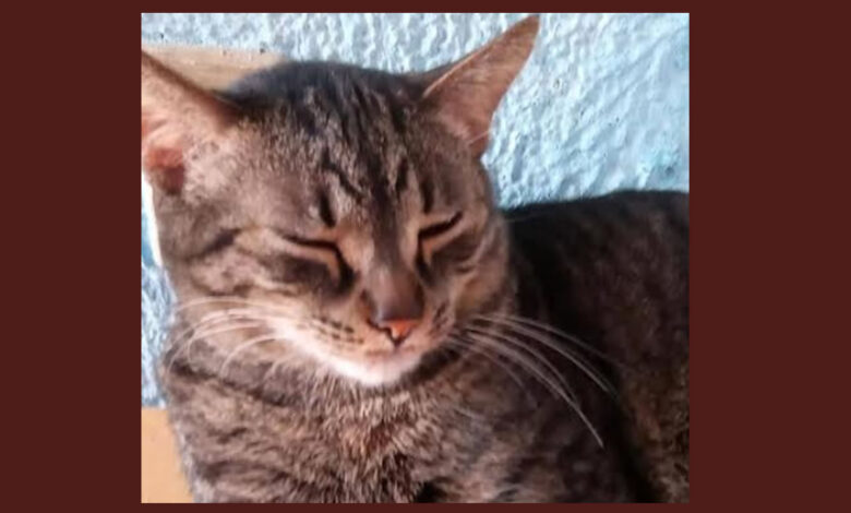 gato-amanda