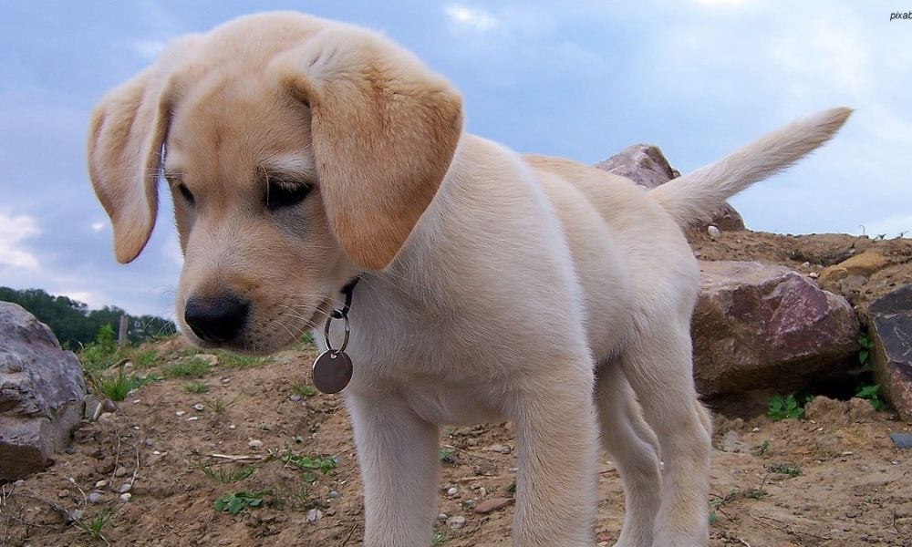 labrador