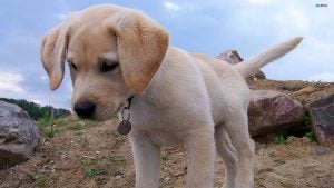 A inteligência, energia e temperamento amigável do labrador