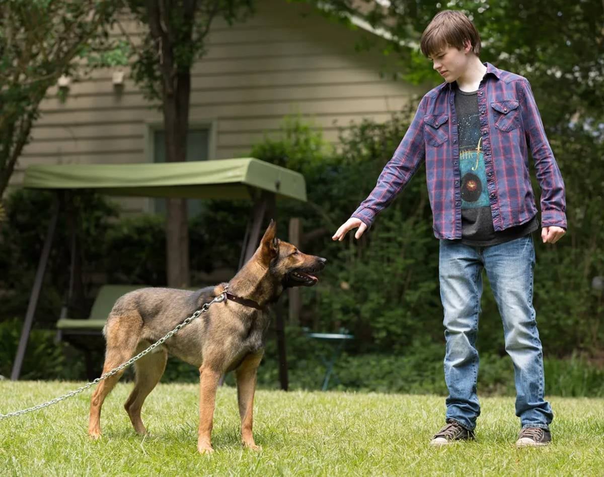 Max: o cão herói