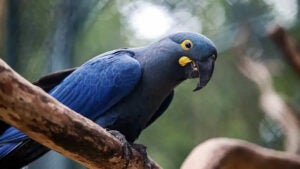 Zoo de SP mostra arara-azul-de-lear ao público pela primeira vez