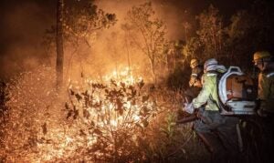 Pesquisa aponta que 99% dos incêndios são por ação humana