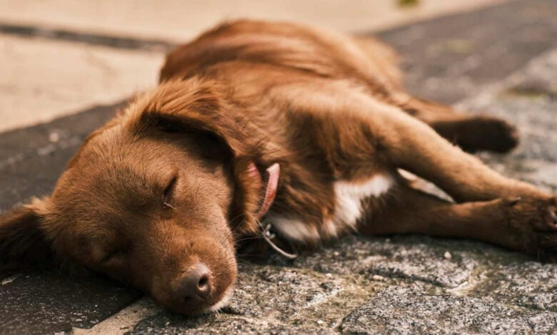 cachorro abandonado