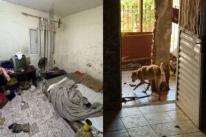 Mulheres são presas por abandono de crianças e maus-tratos contra animais