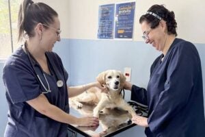 Ex-tutora que abandonou cão em Nova Odessa diz estar arrependida