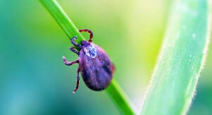 Capacitação em identificação de carrapatos aumenta prevenção da Febre Maculosa em Hortolândia