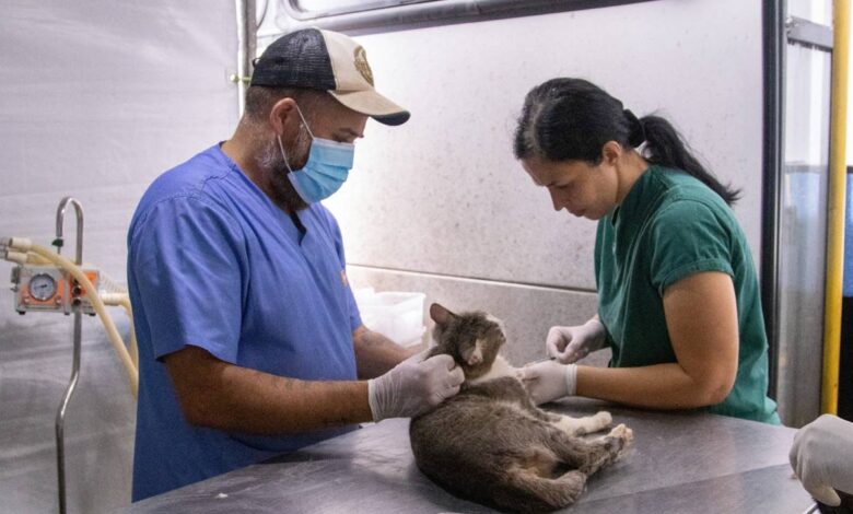 mutirão de castração gratuita de cães e gatos