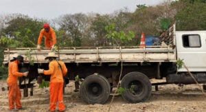 Hortolândia planta mais de 1.500 mudas nativas no Lago da Fé