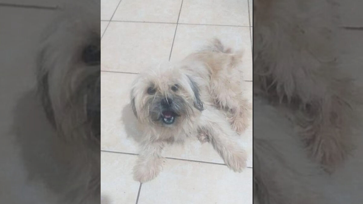 Procura-se por animal perdido no bairro Vila operária