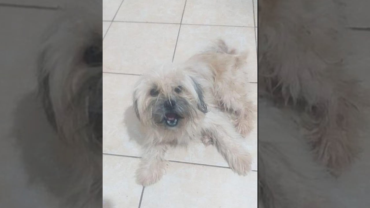 Procura-se por animal perdido no bairro Vila operária