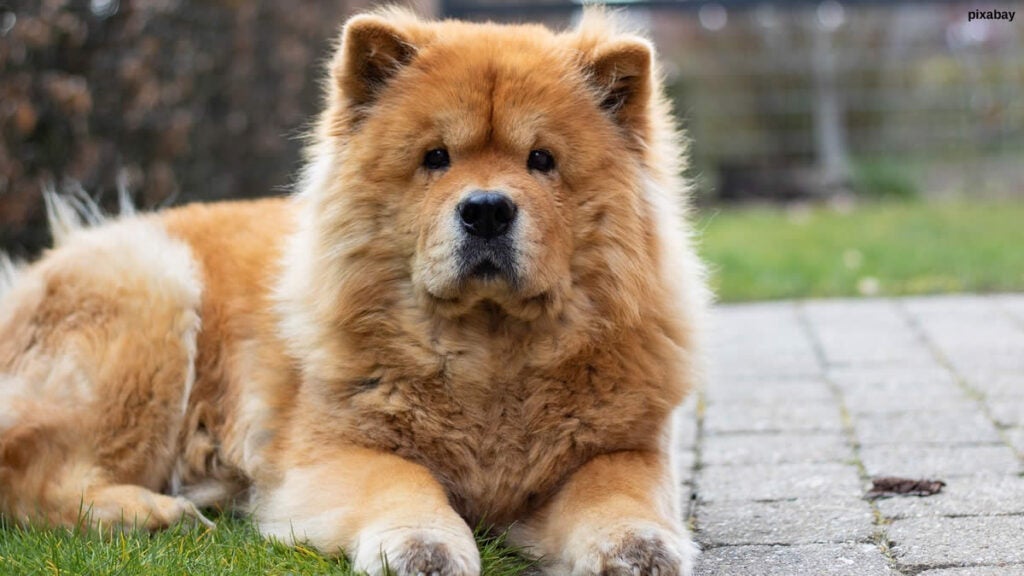 chow-chow