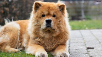 chow-chow