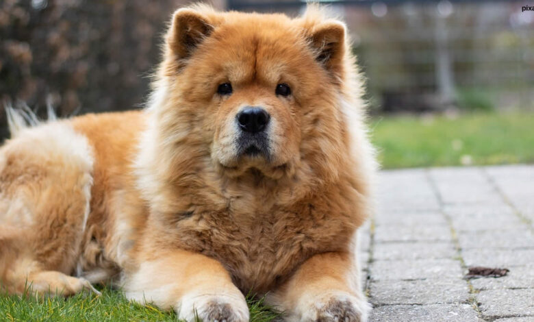 chow-chow