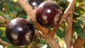 Pão com casca de jabuticaba, uma revolução para a saúde e o controle da glicemia