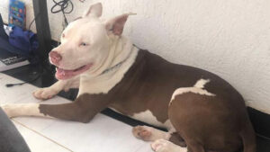 Procura-se por Zeus, perdido no bairro Jardim Santa Fé