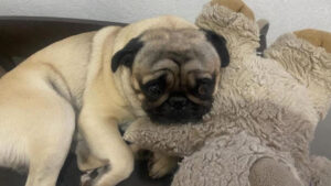 Cachorrinho Perdido: Ajudem a encontrar Zeca