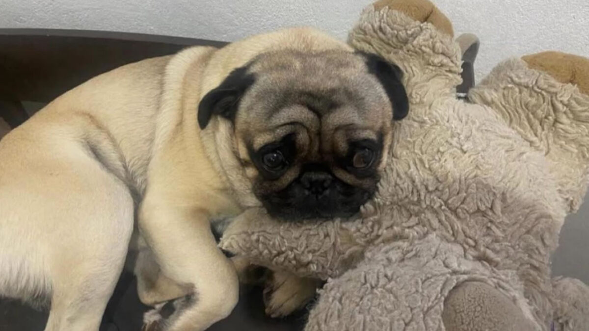 Cachorrinho Perdido: Ajudem a encontrar Zeca