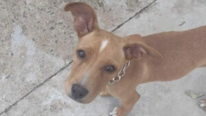 Caramelo parece estar perdido pelo São Jorge, cadê o dono?