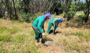 “Pomar da Mata Atlântica” recebe o plantio das primeiras mudas de árvores em Hortolândia