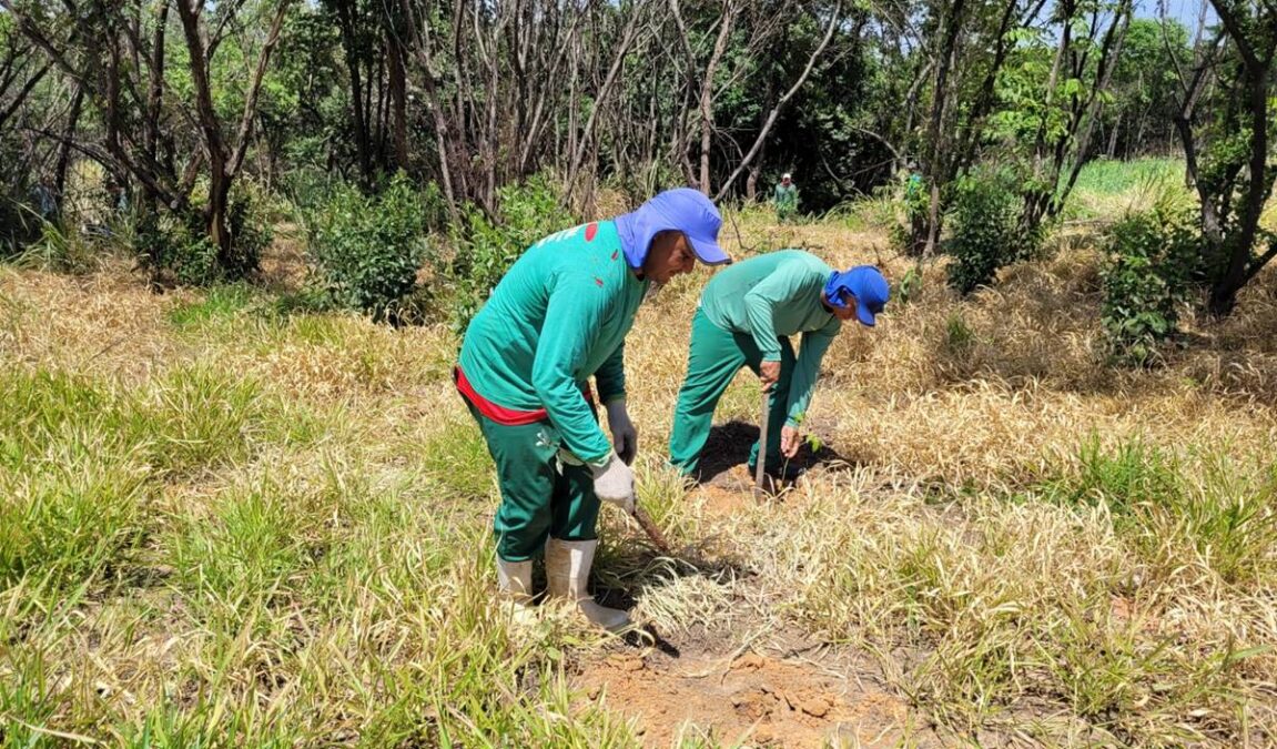 pomar da mata atlântica