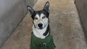 Procura-se Lucky perdido no bairro Parque Terras de Santa Maria