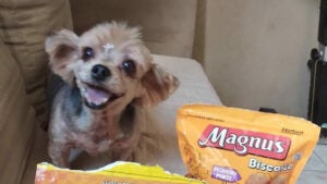 Procura-se por Belinha perdida no bairro Chácara Boa Vista