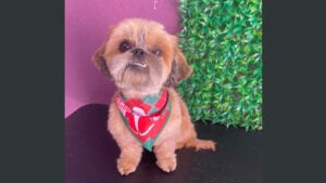 Procura-se por Boby perdido no bairro Campos Verdes