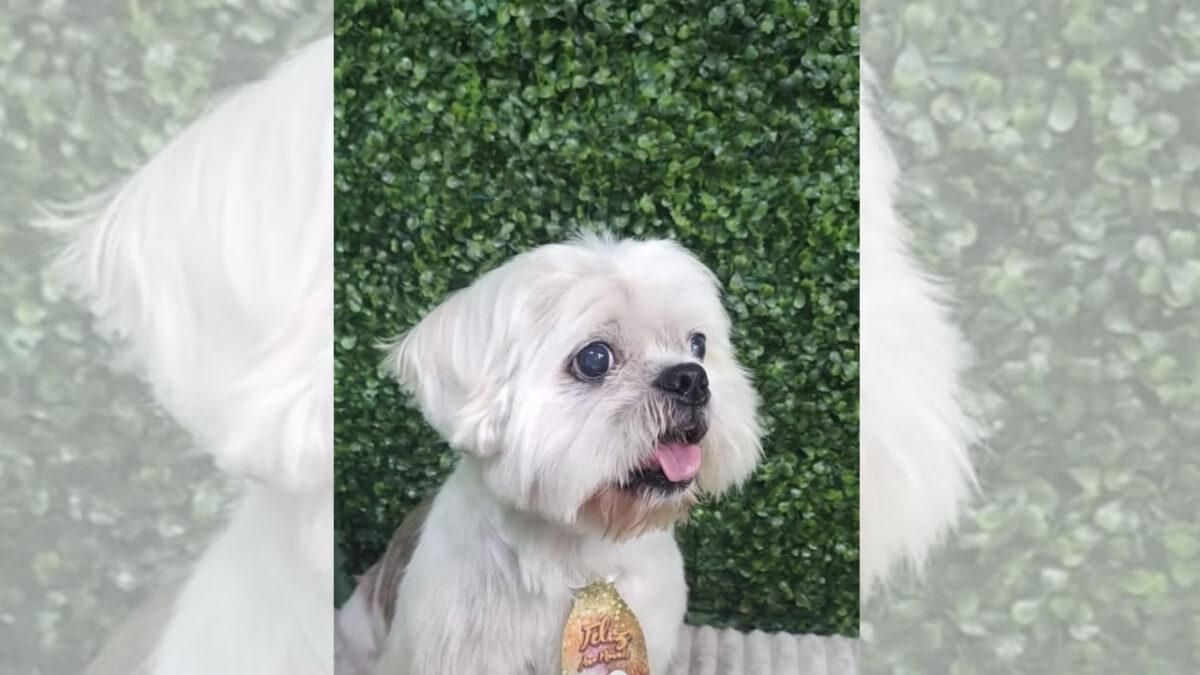 Cachorrinho desaparecido no bairro Novo Ângulo em Hortolândia
