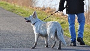 Cães-guia promovem autonomia e inclusão social