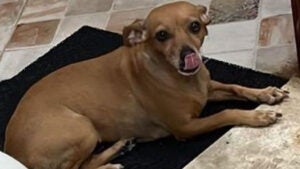 Procura-se por caramela perdida no São Gabriel