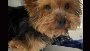 Cãozinho jogado no lixo não resiste e morre