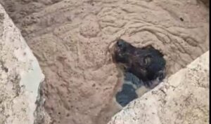 Cachorro que caiu em tanque de estação de tratamento de esgoto é resgatado em Sumaré