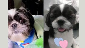 Procura-se Thor perdido no Santa Rita de Cassia