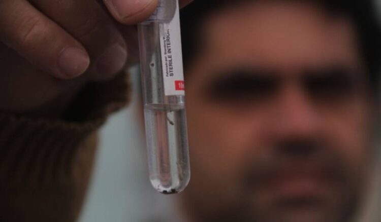 larvas do Aedes aegypti em Hortolândia