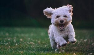 7º Hortopet: saiba como adotar o seu pet