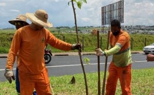 Canteiros centrais de avenidas são revitalizados em Hortolândia