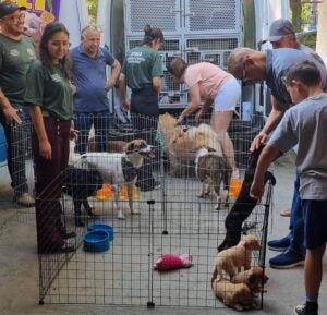 Feira de adoção pet acontece neste sábado (22) em Hortolândia