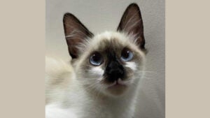 Procura-se gata perdida no Fátima