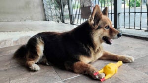 Hipertensão em Cães e Gatos: Um Perigo Silencioso que Exige Atenção Veterinária