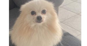 Procura-se Theo perdido no bairro Vila da conquista/ Nova América