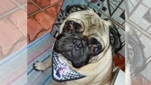 Procura-se por Alfredo perdido no Santa Emilia