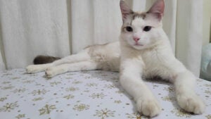 Procura-se por Nêni perdido no bairro Jardim Amanda I