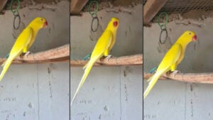 Ring Neck Macho perdido no bairro Chácara Coelho