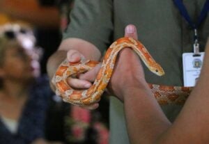 Bosque Interativo em Campinas oferece contato com animais em evento gratuito