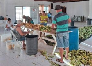 10ª Festa do Milho acontece em Campinas com entrada gratuita