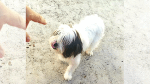 Procura-se lhasa perdido no bairro Jardim Adelaid