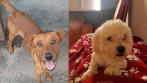 Tuco e Jorge perdidos no Nova América