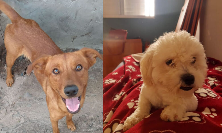 tuco-jorge